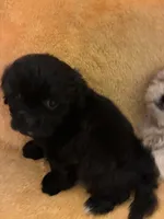 Choco Choco , a male Shihpoo for sale in Wayne, PA – 3 of 9