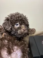 Baby Girl, a female Poodle - Miniature  for sale in Wayne, PA – Photo 2 of 3