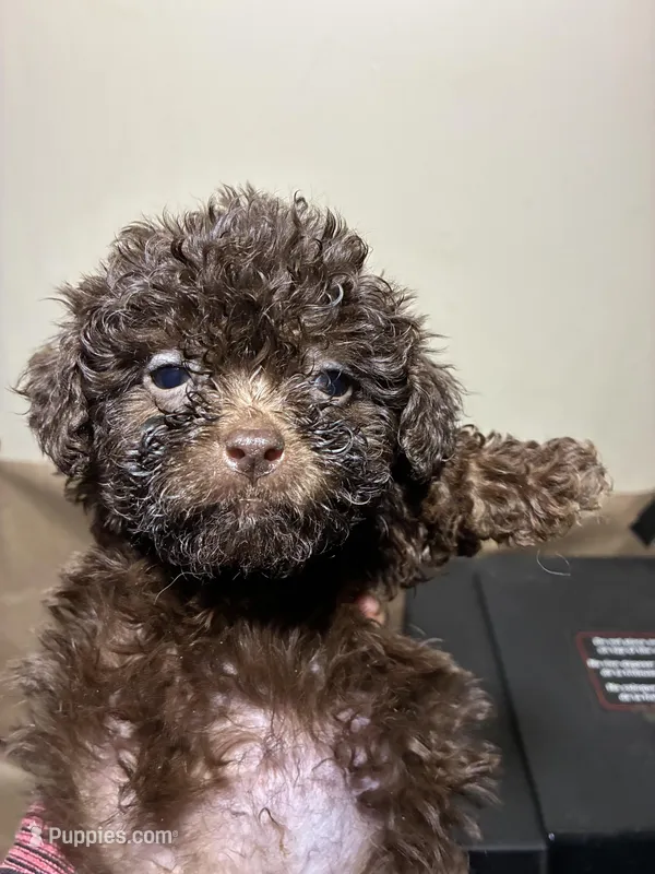 Baby Girl – Poodle - Miniature  puppy for sale in Wayne, PA