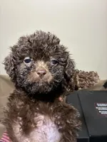 Baby Girl, a female Poodle - Miniature  for sale in Wayne, PA – Photo 3 of 3