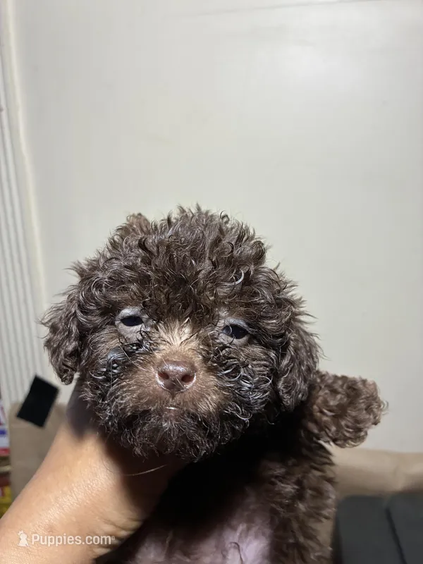 Baby Girl – Poodle - Miniature  puppy for sale in Wayne, PA