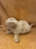 Teddy Bear , a male Shih Tzu for sale in Wayne, PA – 7 of 10