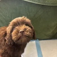 Choco Rocko, a male Shih Tzu for sale in Wayne, PA – Photo 8 of 10