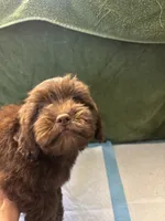 Choco Rocko, a male Shih Tzu for sale in Wayne, PA – Photo 8 of 10