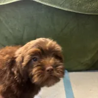 Choco Rocko, a male Shih Tzu for sale in Wayne, PA – Photo 3 of 10