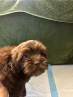 Choco Rocko, a male Shih Tzu for sale in Wayne, PA – Photo 3 of 10