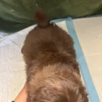 Choco Rocko, a male Shih Tzu for sale in Wayne, PA – Photo 5 of 10