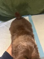 Choco Rocko, a male Shih Tzu for sale in Wayne, PA – Photo 5 of 10