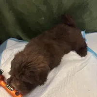 Choco Rocko, a male Shih Tzu for sale in Wayne, PA – Photo 2 of 10