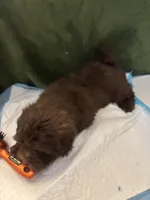 Choco Rocko, a male Shih Tzu for sale in Wayne, PA – Photo 4 of 10