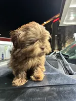 Choco Rocko, a male Shih Tzu for sale in Wayne, PA – Photo 9 of 10