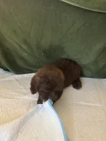 Choco Rocko, a male Shih Tzu for sale in Wayne, PA – Photo 10 of 10