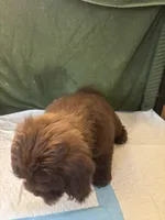 Choco Rocko, a male Shih Tzu for sale in Wayne, PA – Photo 9 of 10