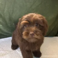 Choco Rocko, a male Shih Tzu for sale in Wayne, PA – Photo 6 of 10