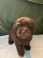 Choco Rocko, a male Shih Tzu for sale in Wayne, PA – Photo 6 of 10