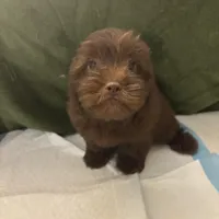 Choco Rocko, a male Shih Tzu for sale in Wayne, PA – Photo 7 of 10