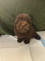 Choco Rocko, a male Shih Tzu for sale in Wayne, PA – Photo 7 of 10