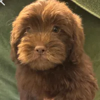 Choco Rocko, a male Shih Tzu for sale in Wayne, PA – Photo 1 of 10