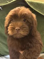 Choco Rocko, a male Shih Tzu for sale in Wayne, PA – Photo 1 of 10