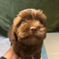 Choco Rocko, a male Shih Tzu for sale in Wayne, PA – Photo 4 of 10