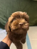 Choco Rocko, a male Shih Tzu for sale in Wayne, PA – Photo 2 of 10