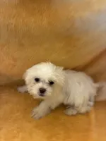 Pretty Boy , a male Shihpoo for sale in Wayne, PA – 3 of 8