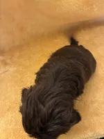 Speedy , a male Shihpoo for sale in Wayne, PA – 2 of 2
