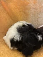 Fur Ball , a male Shihpoo for sale in Wayne, PA – 4 of 6