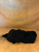 Dark Night , a male Shihpoo for sale in Wayne, PA – 10 of 10