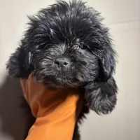 Beauty, a female Miniature Schnauzer for sale in Wayne, PA – Photo 4 of 8