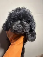 Beauty, a female Miniature Schnauzer for sale in Wayne, PA – Photo 1 of 8