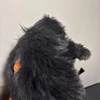 Beauty, a female Miniature Schnauzer for sale in Wayne, PA – Photo 5 of 8