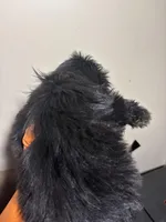 Beauty, a female Miniature Schnauzer for sale in Wayne, PA – Photo 3 of 8