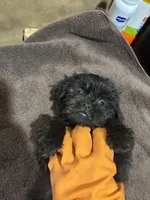 Beauty, a female Miniature Schnauzer for sale in Wayne, PA – Photo 6 of 8