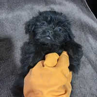 Beauty, a female Miniature Schnauzer for sale in Wayne, PA – Photo 1 of 8