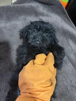 Beauty, a female Miniature Schnauzer for sale in Wayne, PA – Photo 7 of 8