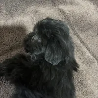 Beauty, a female Miniature Schnauzer for sale in Wayne, PA – Photo 8 of 8