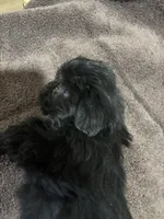 Beauty, a female Miniature Schnauzer for sale in Wayne, PA – Photo 8 of 8