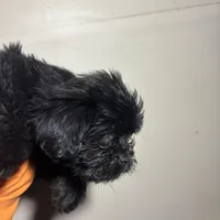 Beauty, a female Miniature Schnauzer for sale in Wayne, PA – Photo 3 of 8