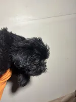 Beauty, a female Miniature Schnauzer for sale in Wayne, PA – Photo 2 of 8