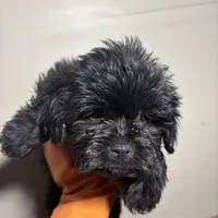 Beauty, a female Miniature Schnauzer for sale in Wayne, PA – Photo 2 of 8