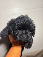 Beauty, a female Miniature Schnauzer for sale in Wayne, PA – Photo 4 of 8