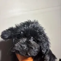 Beauty, a female Miniature Schnauzer for sale in Wayne, PA – Photo 6 of 8