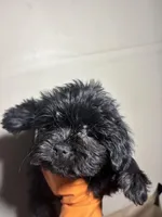 Beauty, a female Miniature Schnauzer for sale in Wayne, PA – Photo 5 of 8