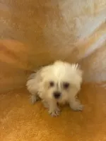 Pretty Boy , a male Shihpoo for sale in Wayne, PA – 4 of 8