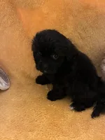 Choco Choco , a male Shihpoo for sale in Wayne, PA – 9 of 9