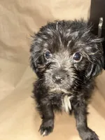 Midnight  Train, a male Poodle - Miniature  for sale in Wayne, PA – Photo 3 of 9