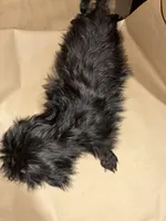 Midnight  Train, a male Poodle - Miniature  for sale in Wayne, PA – Photo 7 of 9