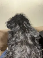 Midnight  Train, a male Poodle - Miniature  for sale in Wayne, PA – Photo 9 of 9