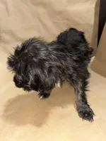 Midnight  Train, a male Poodle - Miniature  for sale in Wayne, PA – Photo 6 of 9